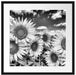 Sonnenblumenwiese unter Himmel Passepartout Quadratisch 55x55
