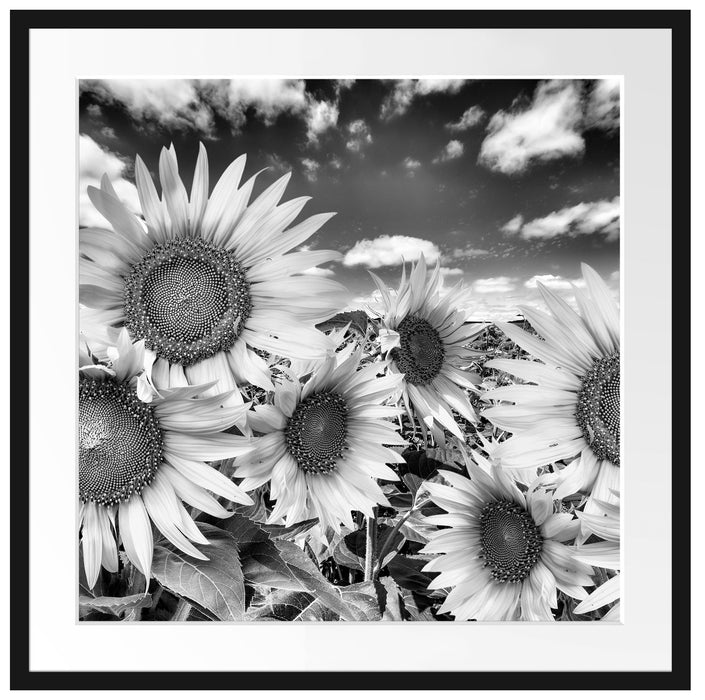 Sonnenblumenwiese unter Himmel Passepartout Quadratisch 70x70