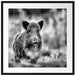 Stolzes Wildschwein im Wald Passepartout Quadratisch 70x70