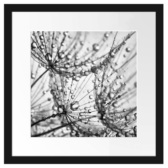 Pusteblumen Tau Passepartout Quadratisch 40x40