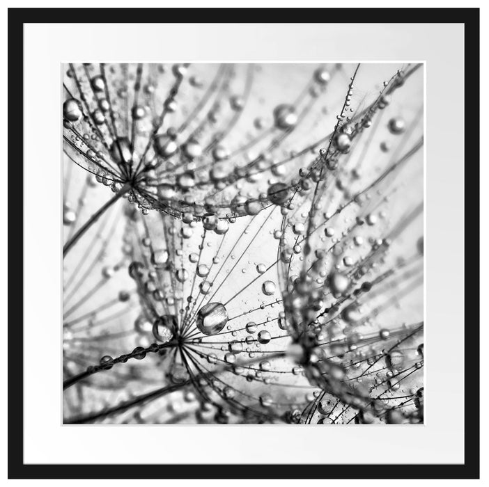 Pusteblumen Tau Passepartout Quadratisch 55x55