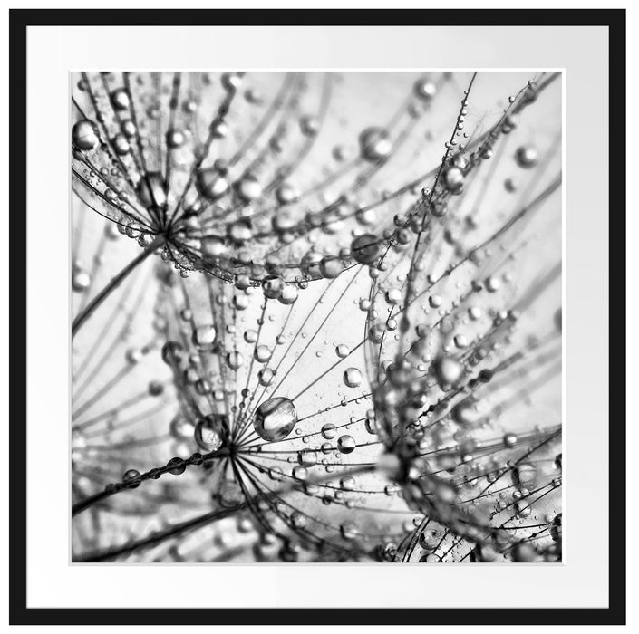 Pusteblumen Tau Passepartout Quadratisch 70x70