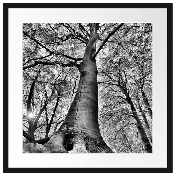 Riesiger Baum im Dschungel Passepartout Quadratisch 55x55