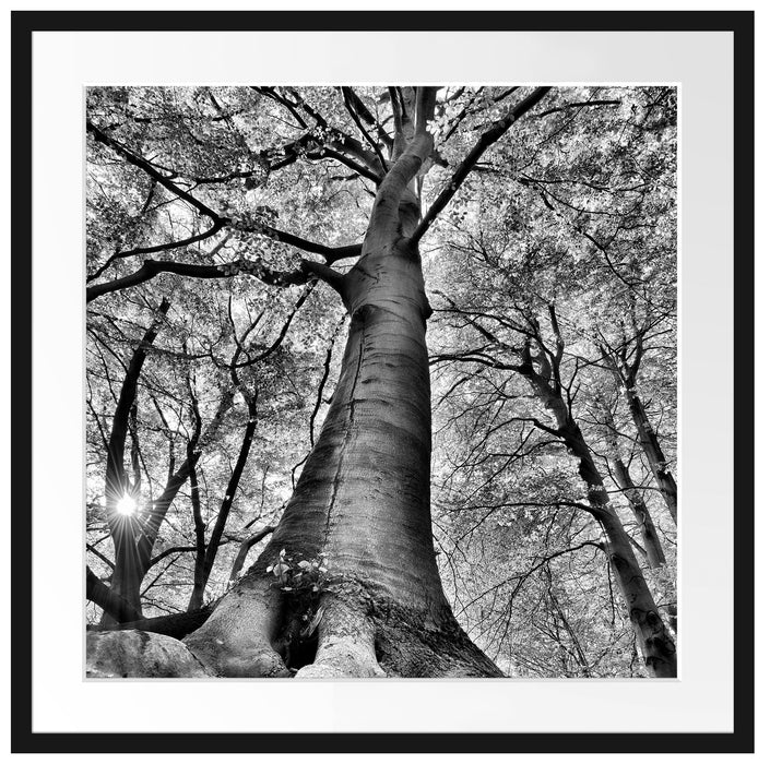 Riesiger Baum im Dschungel Passepartout Quadratisch 70x70