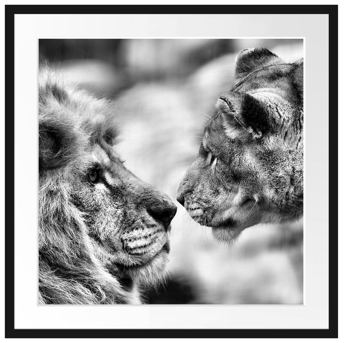 Verliebtes Löwenpaar Passepartout Quadratisch 70x70