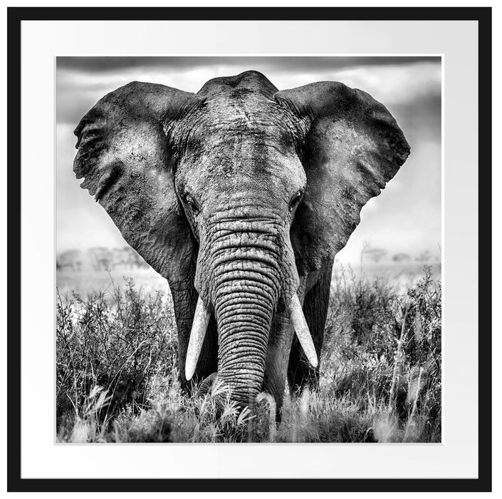 Imposanter Elefant Passepartout Quadratisch 70x70