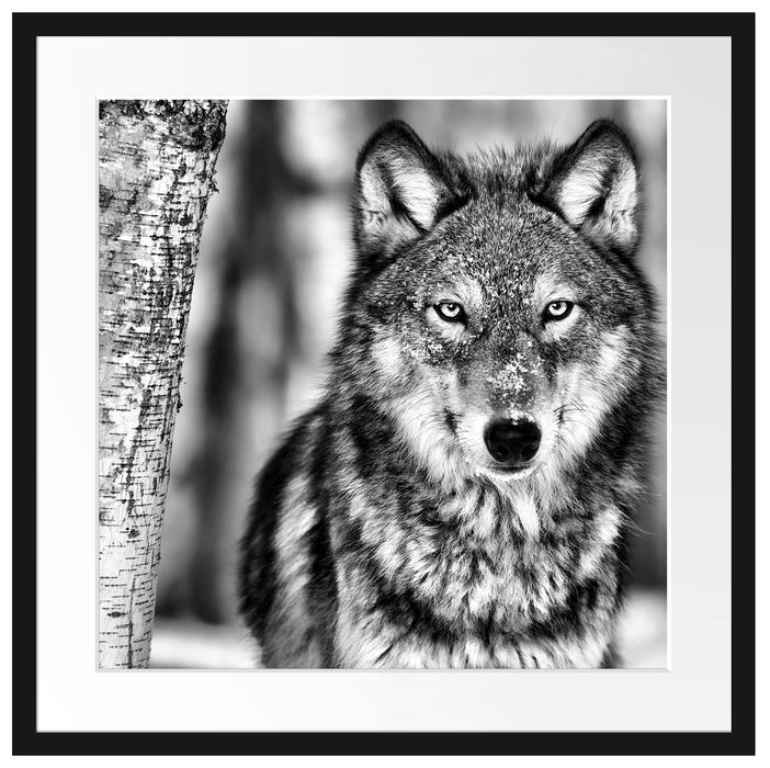 Wachsamer Wolf Passepartout Quadratisch 55x55