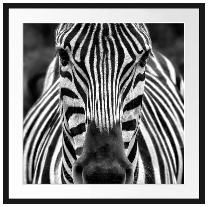 Zebra Porträt Passepartout Quadratisch 70x70