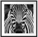 Zebra Porträt Passepartout Quadratisch 70x70