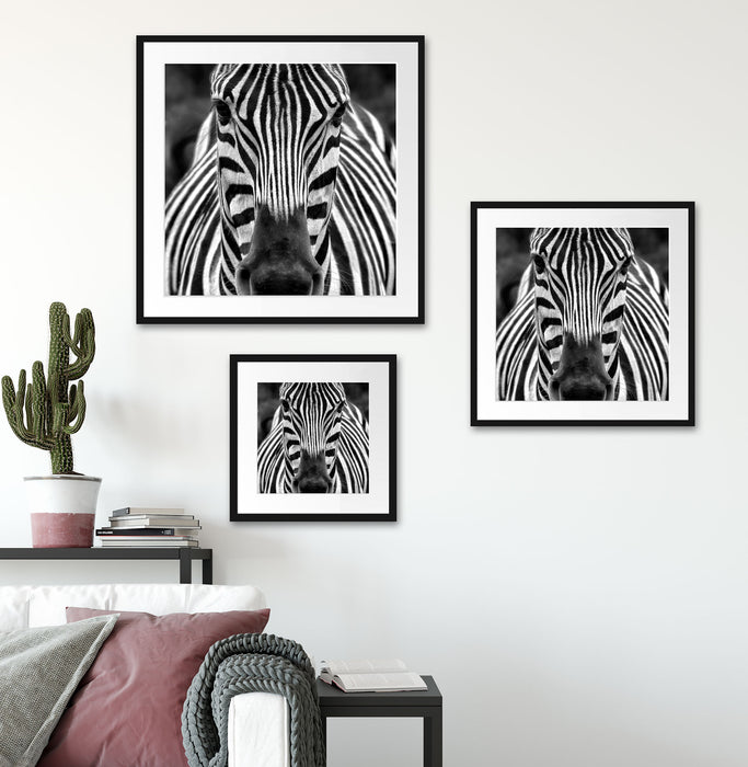 Zebra Porträt Quadratisch Passepartout Wohnzimmer