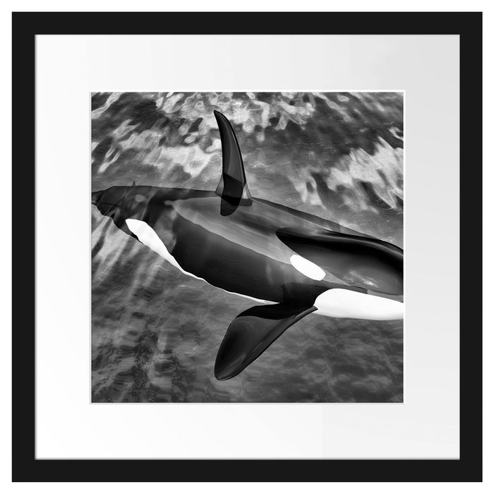 Orca im blauen Meer Passepartout Quadratisch 40x40