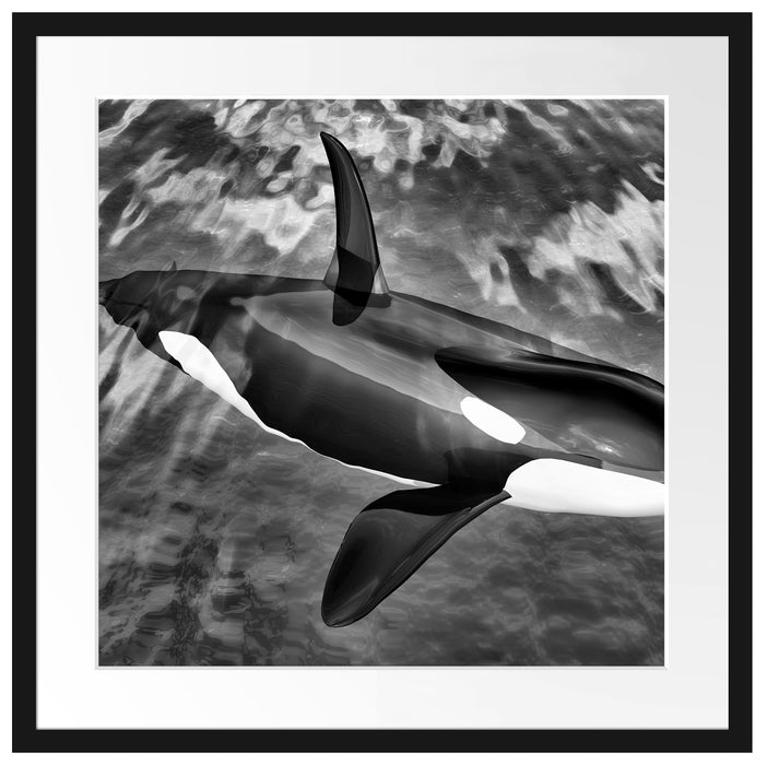 Orca im blauen Meer Passepartout Quadratisch 55x55