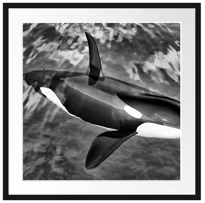 Orca im blauen Meer Passepartout Quadratisch 70x70