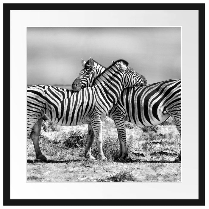 Schmusende Zebras Passepartout Quadratisch 55x55