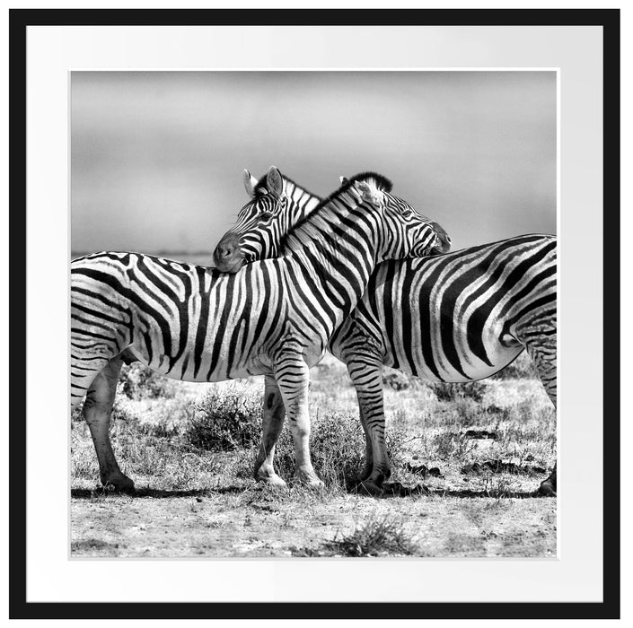 Schmusende Zebras Passepartout Quadratisch 70x70