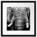 Elefant Porträt Passepartout Quadratisch 40x40