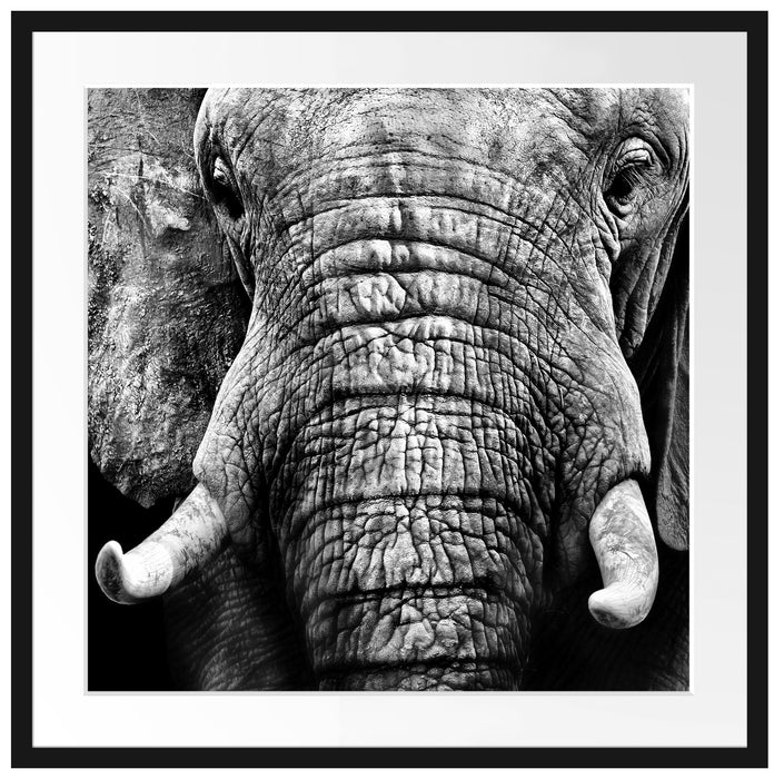 Elefant Porträt Passepartout Quadratisch 70x70