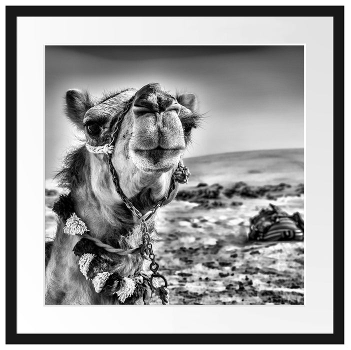 Lustiges Kamel in Wüste Passepartout Quadratisch 55x55