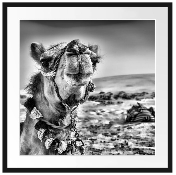 Lustiges Kamel in Wüste Passepartout Quadratisch 70x70