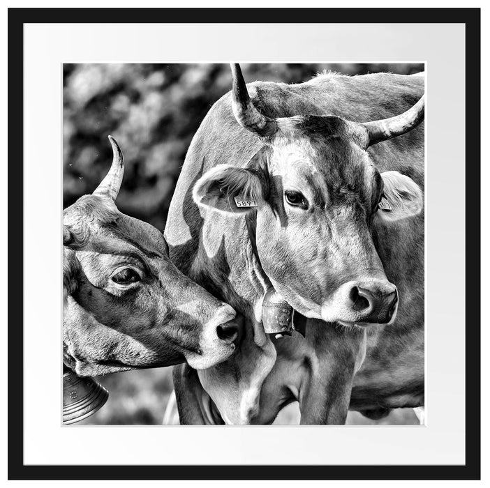 Kühe auf der Weide Passepartout Quadratisch 55x55