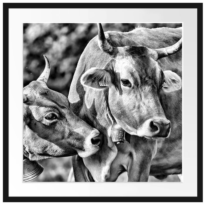 Kühe auf der Weide Passepartout Quadratisch 70x70