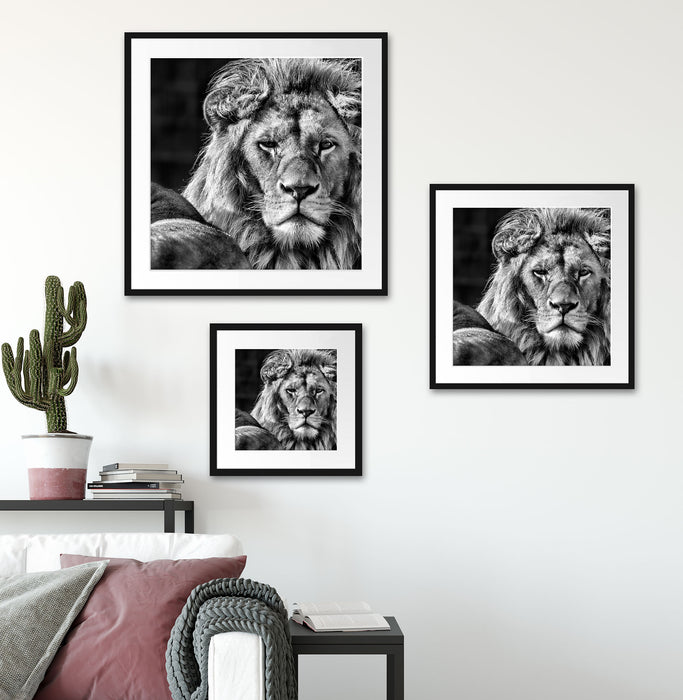 schönes Löwenpaar Quadratisch Passepartout Wohnzimmer