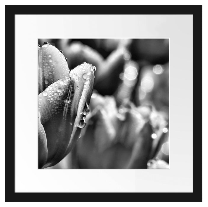 Tulpen mit Morgentau Passepartout Quadratisch 40x40