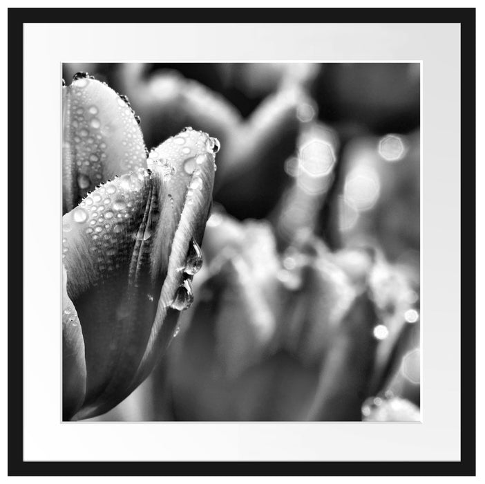 Tulpen mit Morgentau Passepartout Quadratisch 55x55