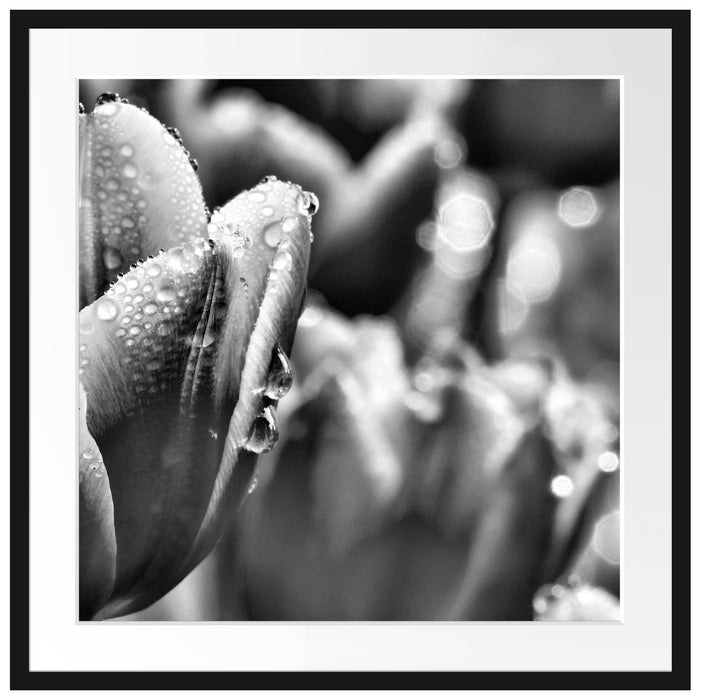 Tulpen mit Morgentau Passepartout Quadratisch 70x70