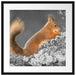 Nagendes Eichhörnchen im Moos Passepartout Quadratisch 55x55