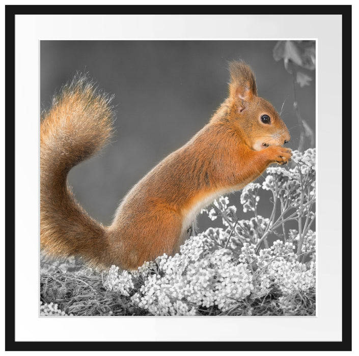 Nagendes Eichhörnchen im Moos Passepartout Quadratisch 70x70