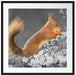 Nagendes Eichhörnchen im Moos Passepartout Quadratisch 70x70