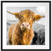 Blick einer Kuh an der Weide Passepartout Quadratisch 55x55