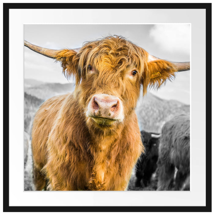 Blick einer Kuh an der Weide Passepartout Quadratisch 70x70
