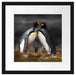 Pinguine in der Antarktis Passepartout Quadratisch 40x40