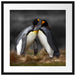 Pinguine in der Antarktis Passepartout Quadratisch 55x55