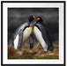 Pinguine in der Antarktis Passepartout Quadratisch 70x70