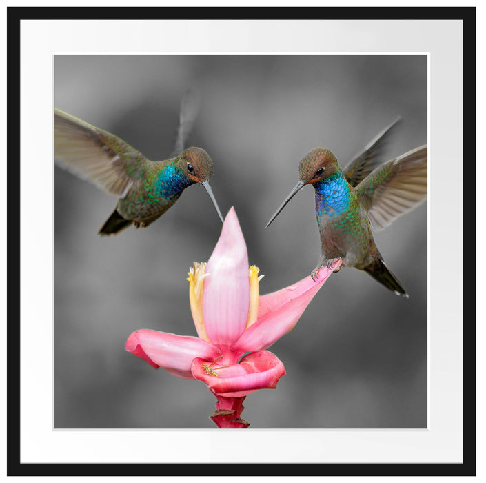 Kolibris in den Tropen Passepartout Quadratisch 70x70