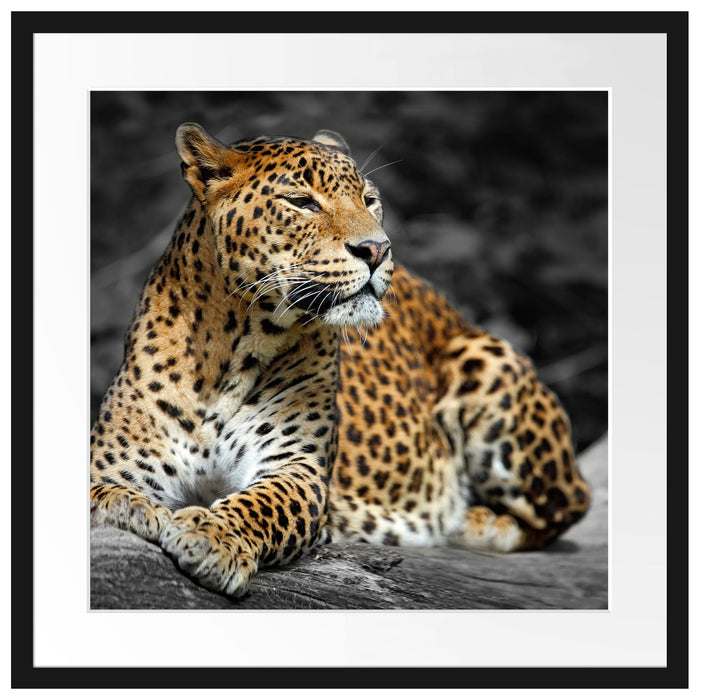 Wunderschöner Leopard in der Natur Passepartout Quadratisch 55x55
