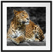 Wunderschöner Leopard in der Natur Passepartout Quadratisch 55x55