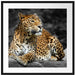 Wunderschöner Leopard in der Natur Passepartout Quadratisch 70x70