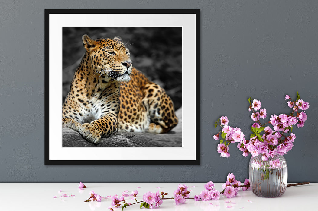 Wunderschöner Leopard in der Natur Quadratisch Passepartout Dekovorschlag