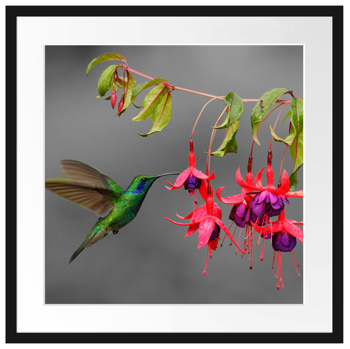 Kolibri trinkt vom Blütennektar Passepartout Quadratisch 55x55