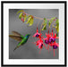 Kolibri trinkt vom Blütennektar Passepartout Quadratisch 55x55