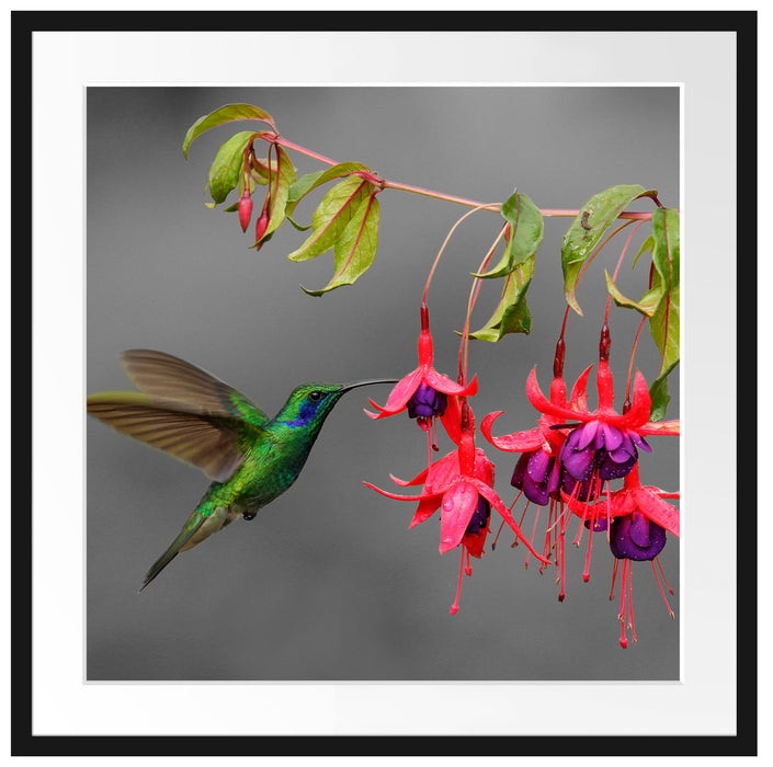 Kolibri trinkt vom Blütennektar Passepartout Quadratisch 70x70