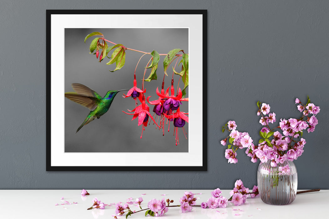 Kolibri trinkt vom Blütennektar Quadratisch Passepartout Dekovorschlag