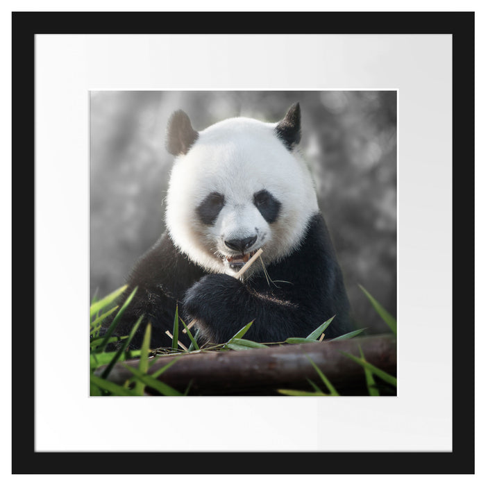 Niedlicher Panda isst Bambus Passepartout Quadratisch 40x40