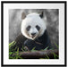 Niedlicher Panda isst Bambus Passepartout Quadratisch 55x55