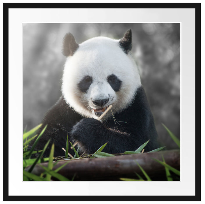Niedlicher Panda isst Bambus Passepartout Quadratisch 70x70