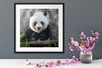 Niedlicher Panda isst Bambus Quadratisch Passepartout Dekovorschlag